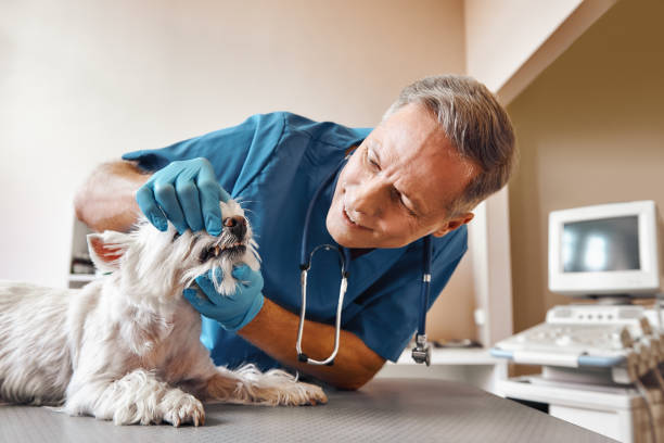 Best Mobile Emergency Dentist in Augusta, AR